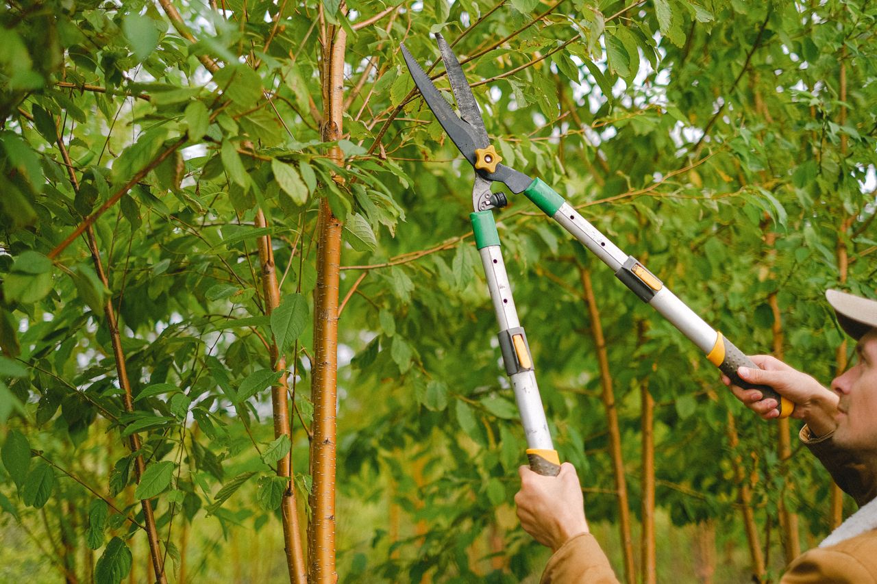 SQ Tree Service trimming a tree